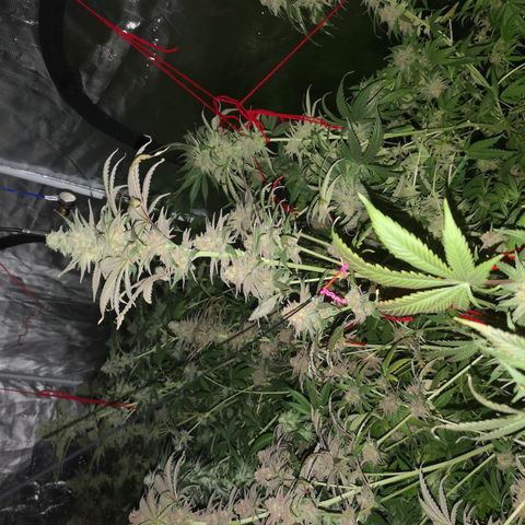 Banana daddy growlog timeline photo
