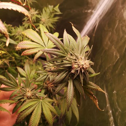 Banana daddy growlog timeline photo