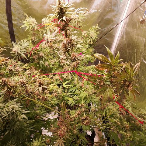 Banana daddy growlog timeline photo