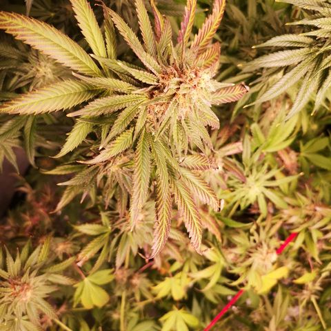 Banana daddy growlog timeline photo