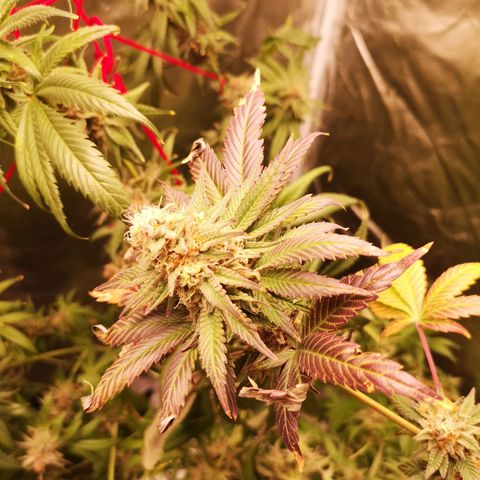 Banana daddy growlog timeline photo
