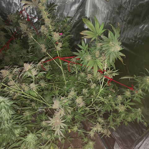 Blueberry cookies growlog timeline photo