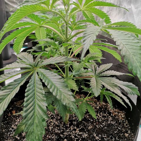 Runtz s1 growlog timeline photo