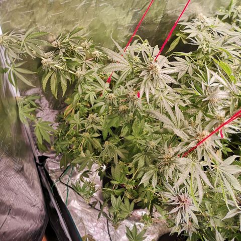 Purple punch cookies growlog timeline photo