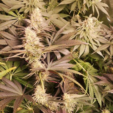 Mandarin cookies v3 growlog timeline photo