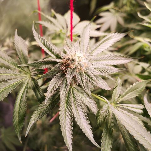 Purple punch cookies growlog timeline photo