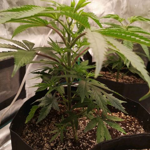 Critical pk growlog timeline photo
