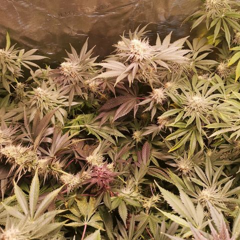 Mystic growlog timeline photo