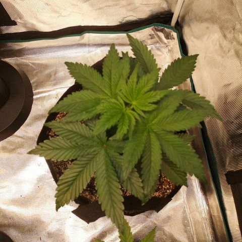 Cherry gar see ya growlog timeline photo