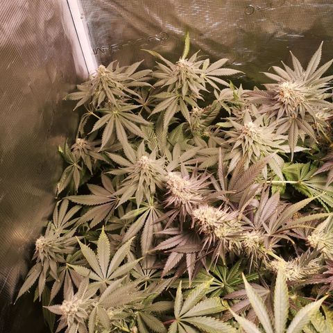 Mandarin cookies v3 growlog timeline photo