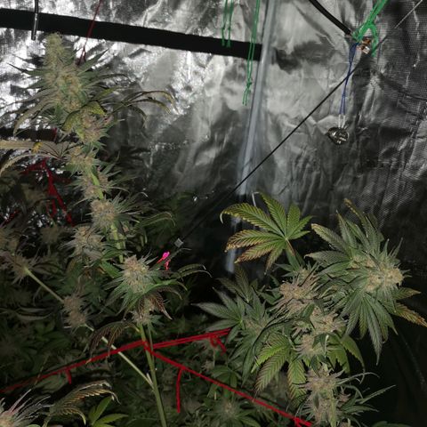 Banana daddy growlog timeline photo