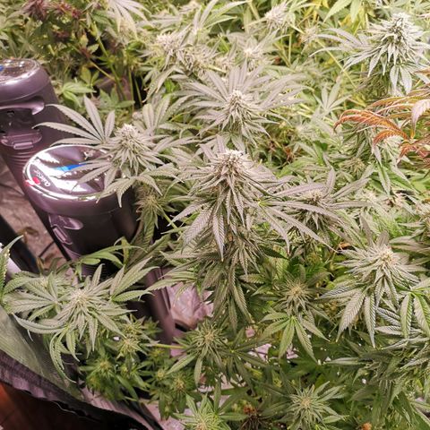Planet of the grapes  growlog timeline photo