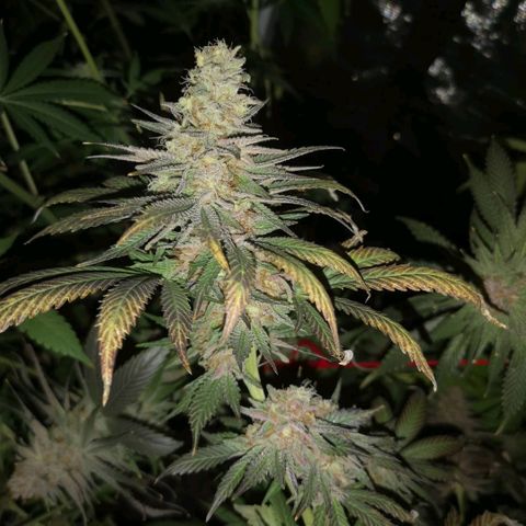 Blueberry cookies growlog timeline photo