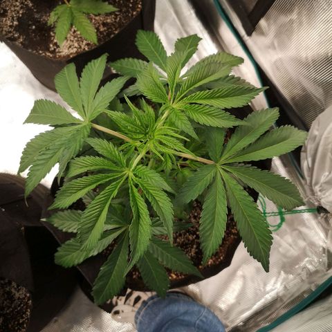 Runtz s1 growlog timeline photo