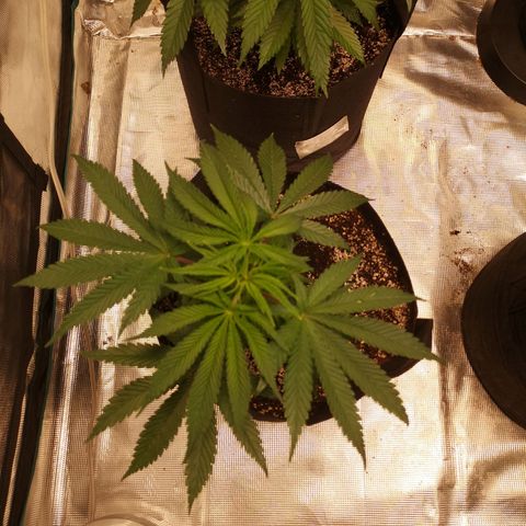 Critical pk growlog timeline photo