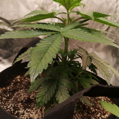 Cherry gar see ya growlog timeline photo