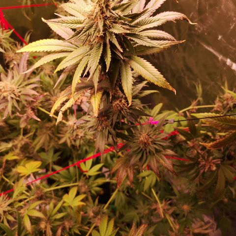 Banana daddy growlog timeline photo