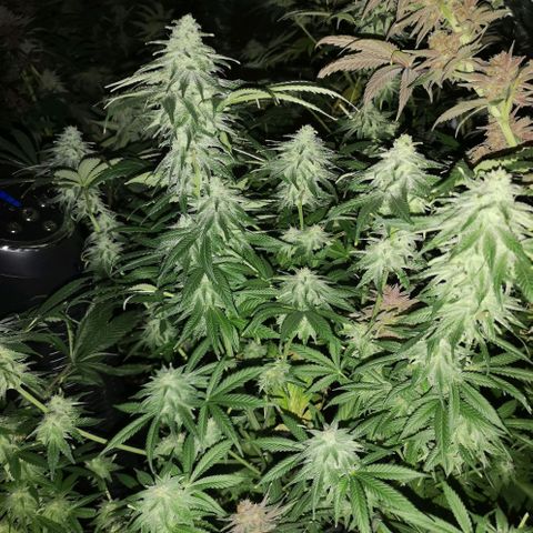 Planet of the grapes  growlog timeline photo