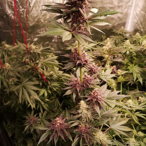 Tropicanna poison fast growlog timeline photo