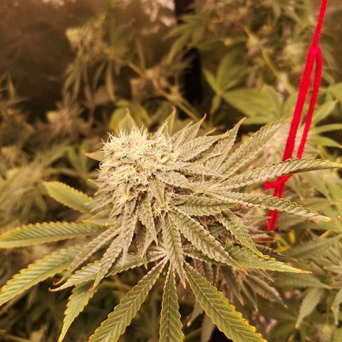 Orange cookie chem growlog timeline photo