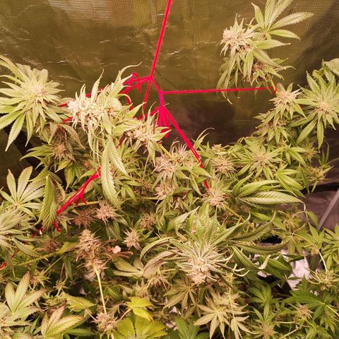 Blueberry cookies growlog timeline photo