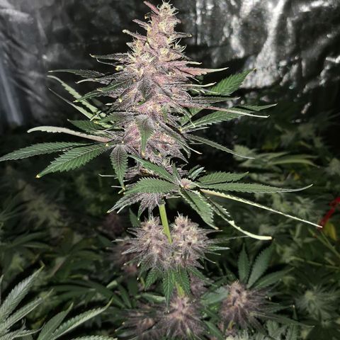 Tropicanna poison fast growlog timeline photo