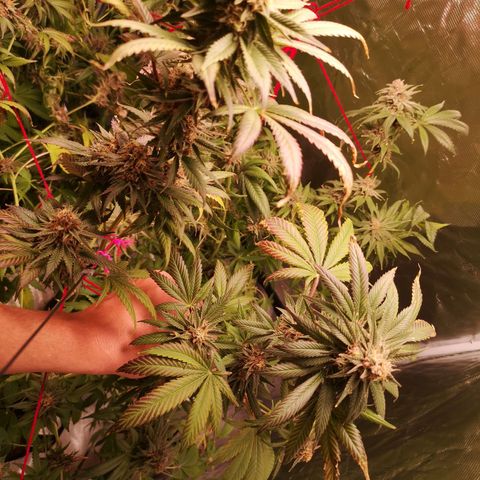 Banana daddy growlog timeline photo