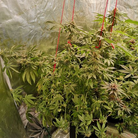 Purple punch cookies growlog timeline photo