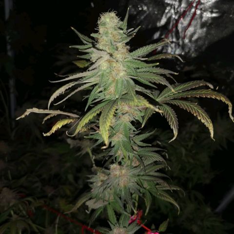 Banana daddy growlog timeline photo