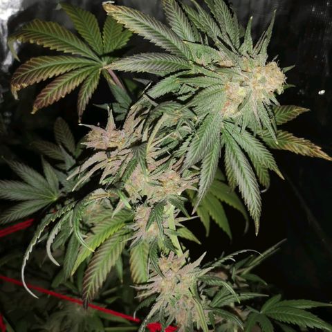 Banana daddy growlog timeline photo