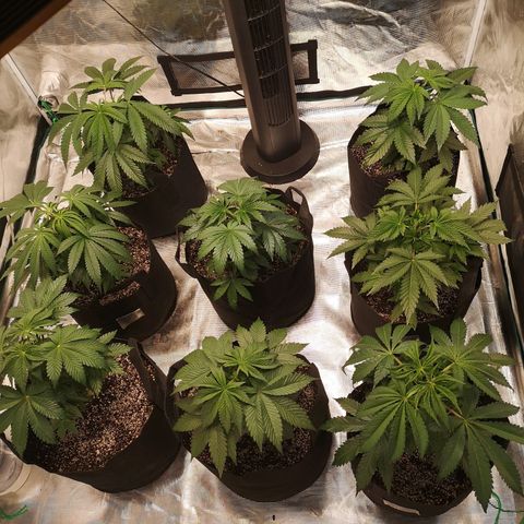 Critical pk growlog timeline photo