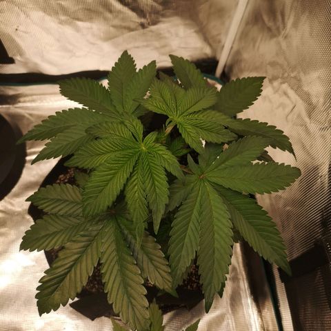Cherry gar see ya growlog timeline photo
