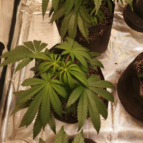 Critical pk growlog timeline photo