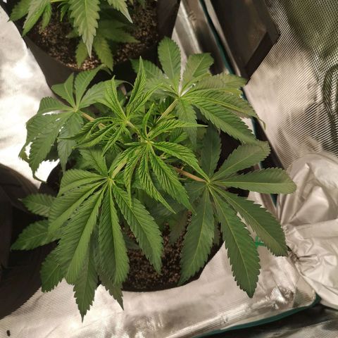 Runtz s1 growlog timeline photo