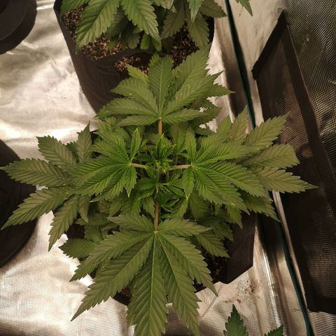 white wedding growlog timeline photo
