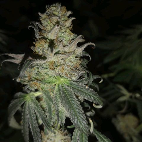 Mandarin cookies v3 growlog timeline photo