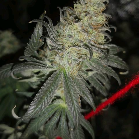 Mandarin cookies v3 growlog timeline photo
