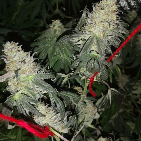 Mandarin cookies v3 growlog timeline photo