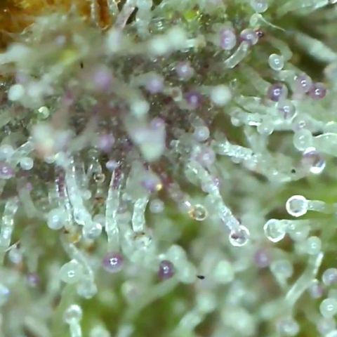 Blueberry cookies growlog timeline photo