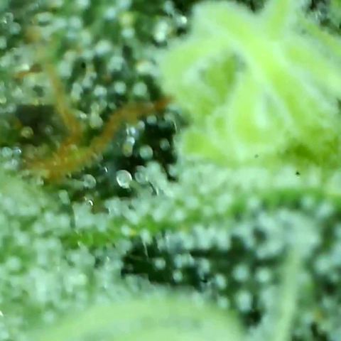 Orange cookie chem growlog timeline photo