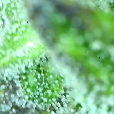 Planet of the grapes  growlog timeline photo