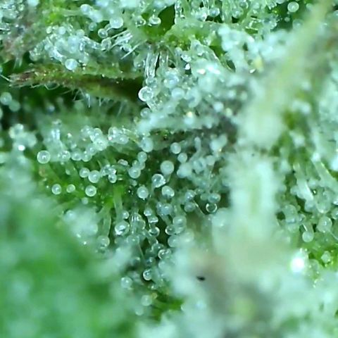 Planet of the grapes  growlog timeline photo