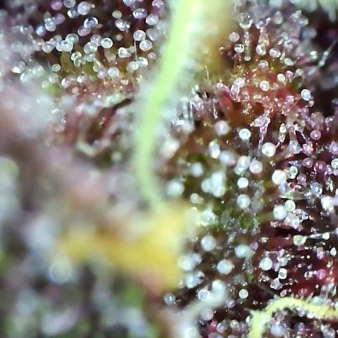 Tropicanna poison fast growlog timeline photo