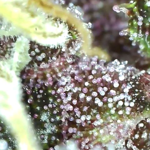 Tropicanna poison fast growlog timeline photo