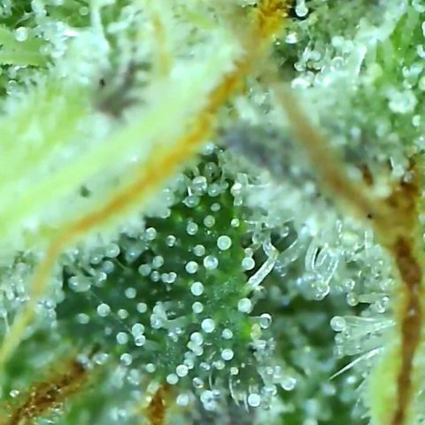 Purple punch cookies growlog timeline photo