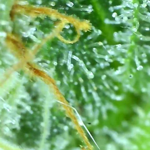 Purple punch cookies growlog timeline photo