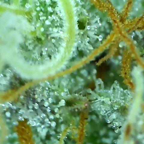 Mandarin cookies v3 growlog timeline photo