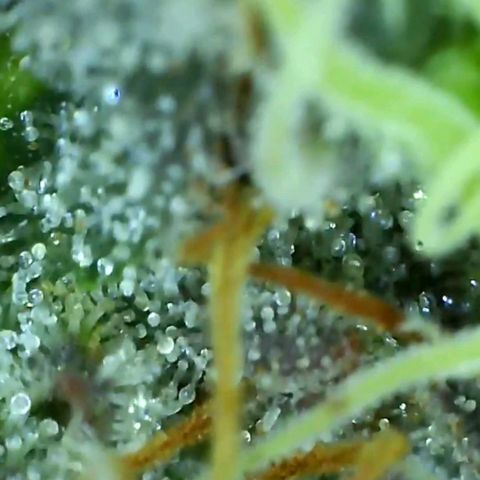 Mandarin cookies v3 growlog timeline photo