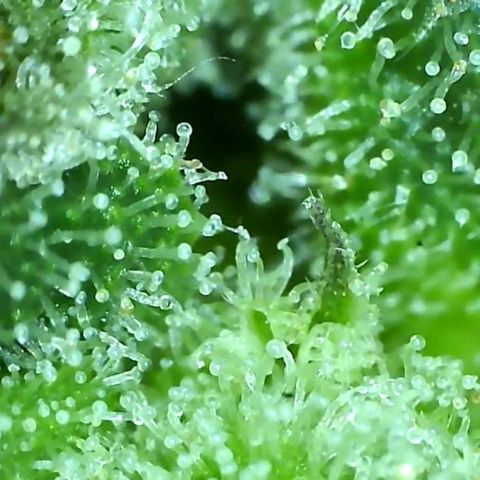 Mystic growlog timeline photo