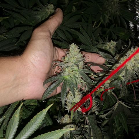Mandarin cookies v3 growlog timeline photo